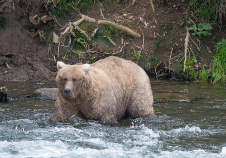A brown bear stands in a flowing river with a grassy riverbank in the background.