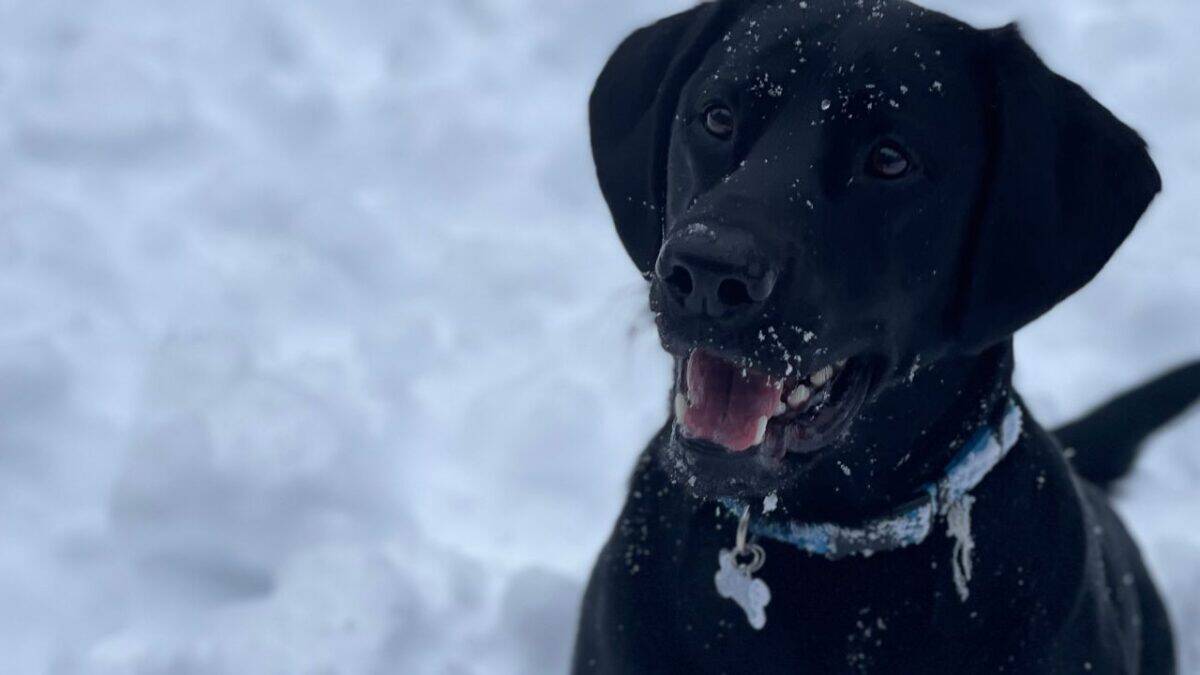 Black dog with snow on its face, sitting happily in a snowy landscape.