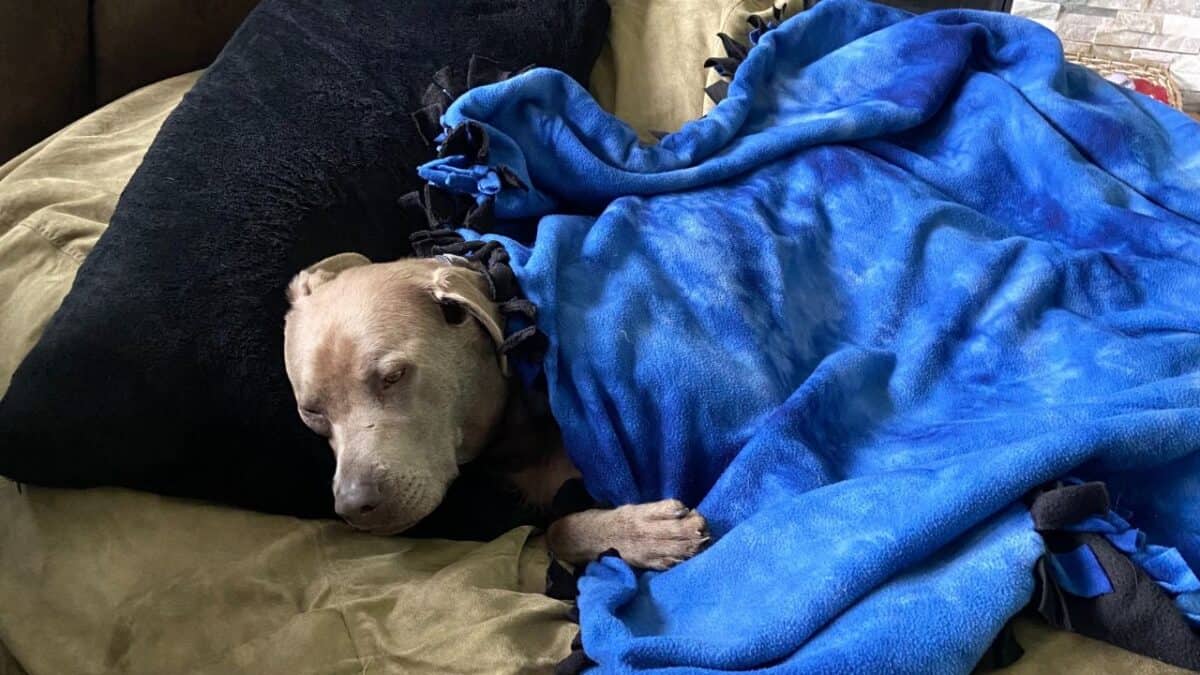 A dog sleeps under a blue blanket on a couch with a black pillow.