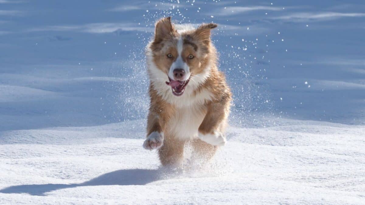 A brown and white dog joyfully runs through snow, with snowflakes scattered around it.