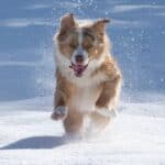 5 Winter Dangers For Your Dog You Should Know About
