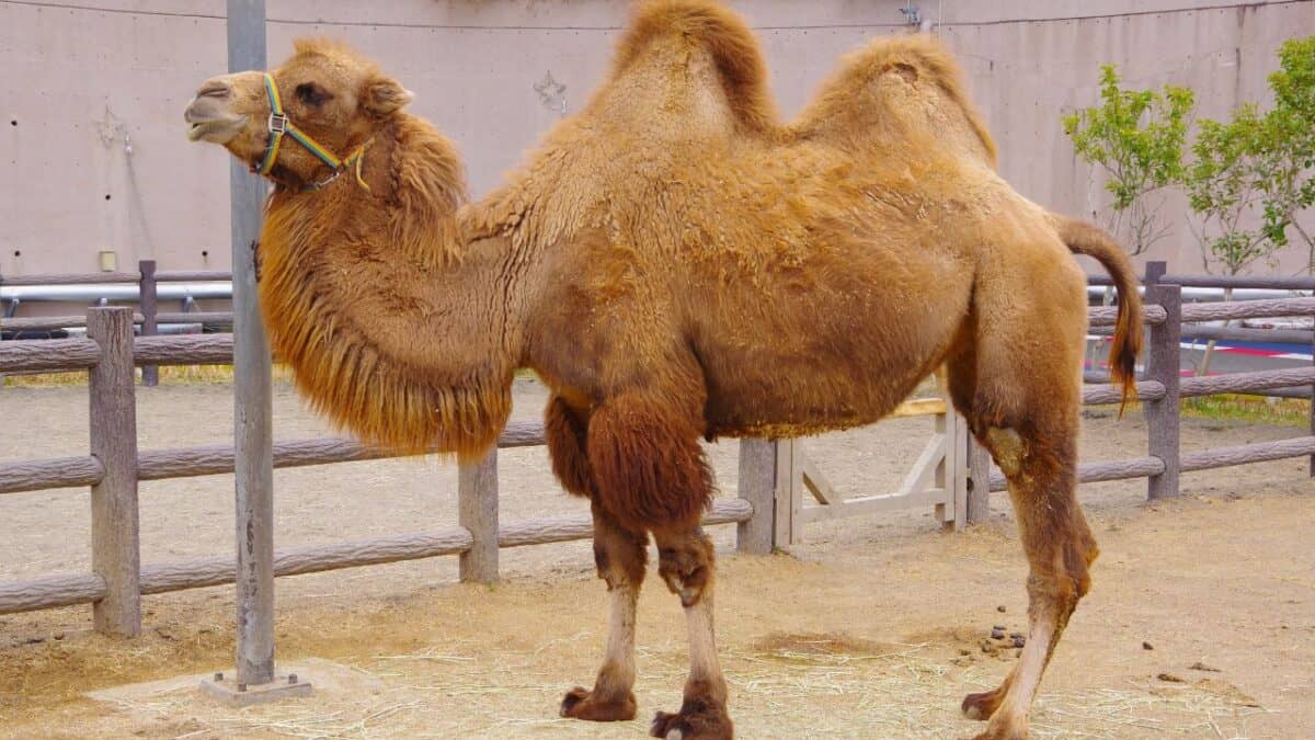 Bactrian Camel