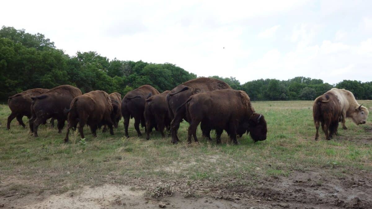 Bison