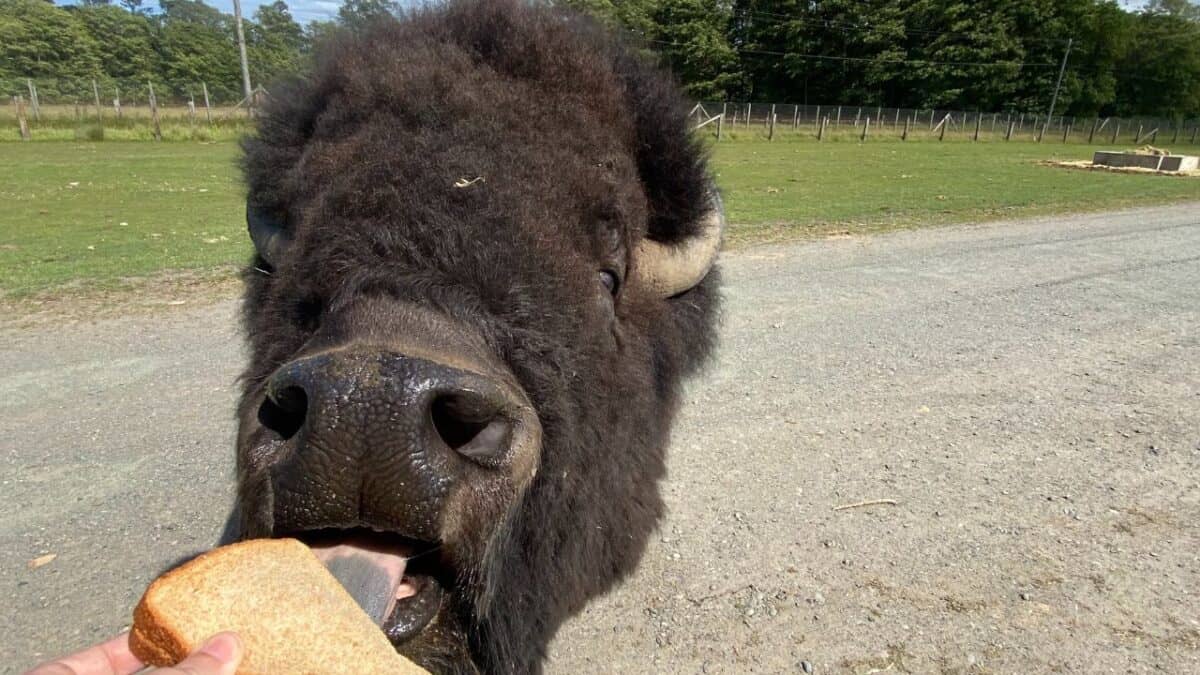 Buffalo