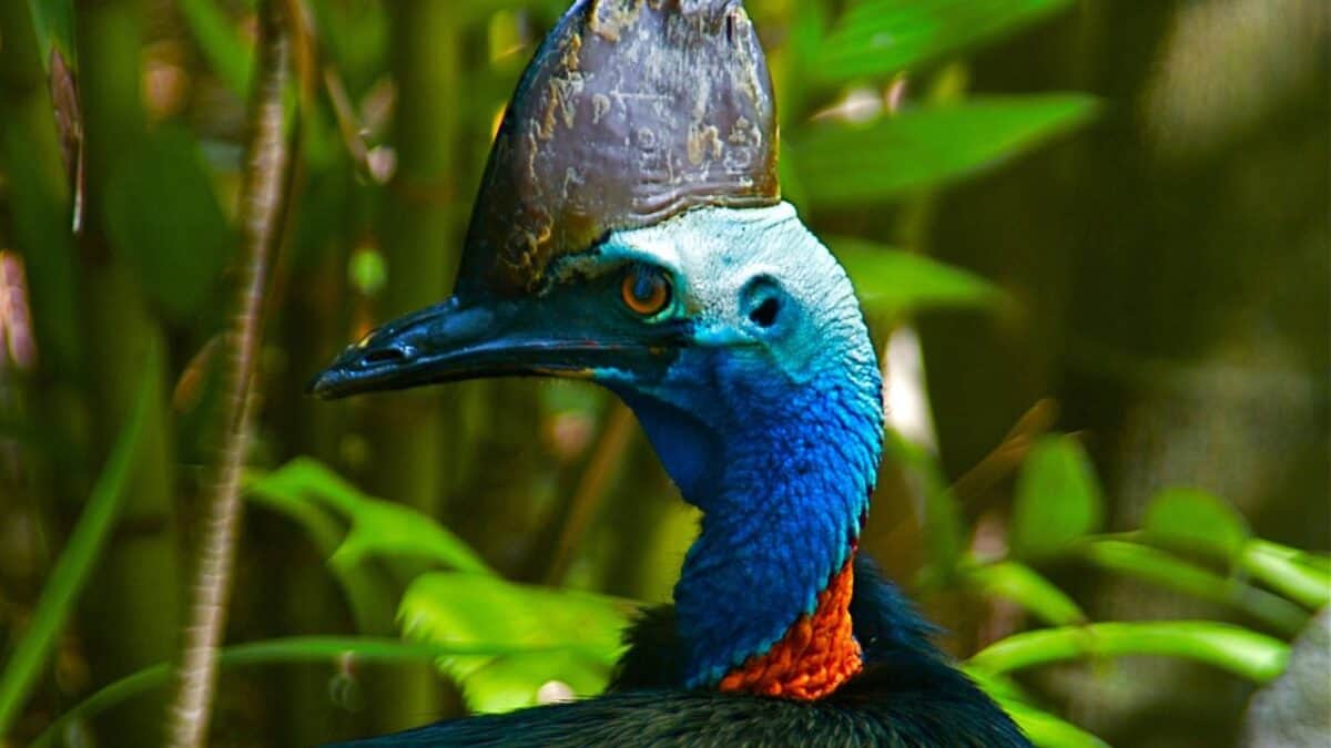Cassowary