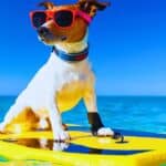 Pet-Lovers Rejoice: The First Dog-Friendly Cruise Sets Sail in 2025