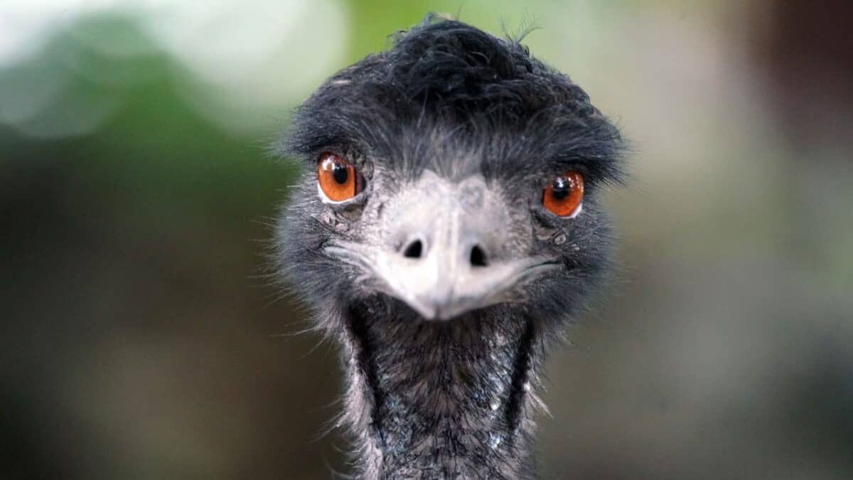 Emu