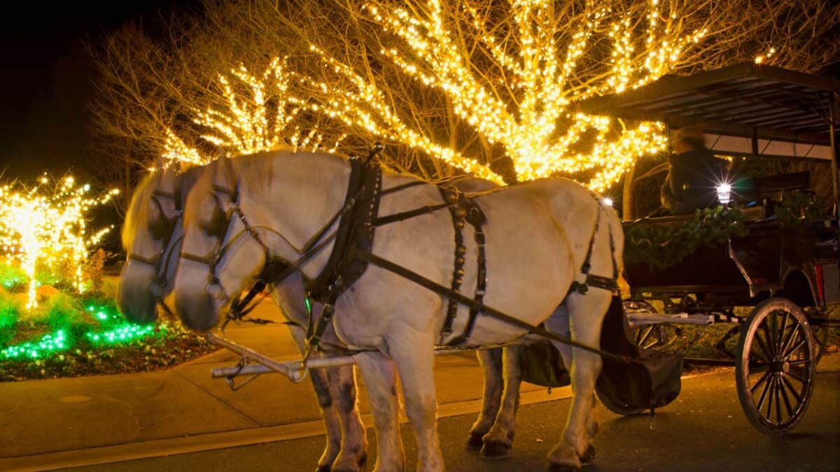 Horse Carriage