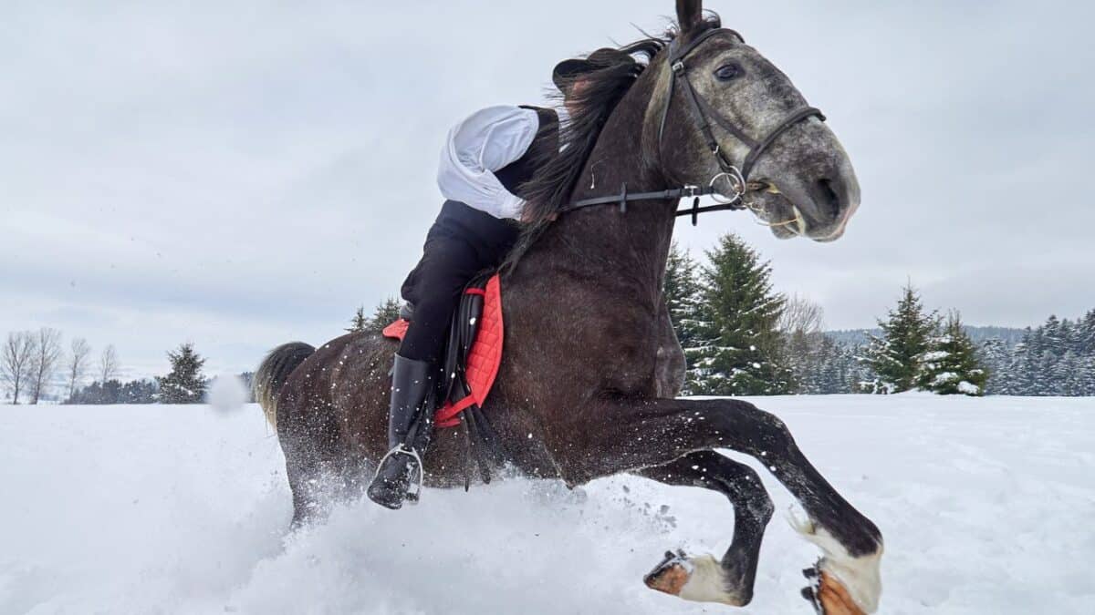 23 Reasons We Love Banff In The Winter 14 Horse in Snow