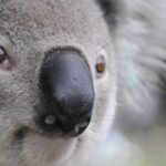 13 Australian Animals So Cute, You’ll Want To Book A Trip Down Under