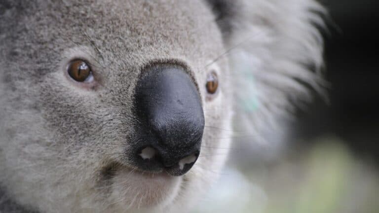 Close-up of a koala's face, showing its fuzzy gray fur and large black nose.