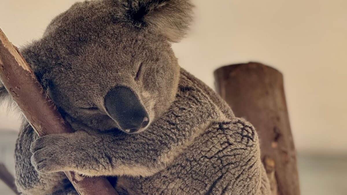 Koala