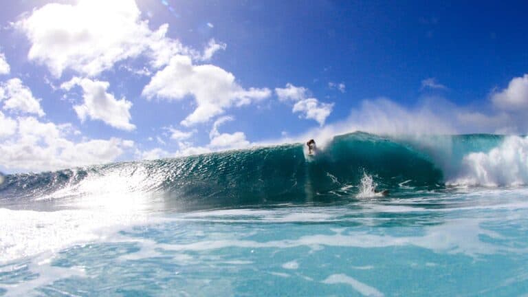 Maui Surfer Survives Dramatic Shark Attack – Community’s Quick Response Saves Life