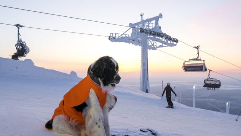 10 Pet-Friendly Ski Resorts For Winter Fun With Your Dog