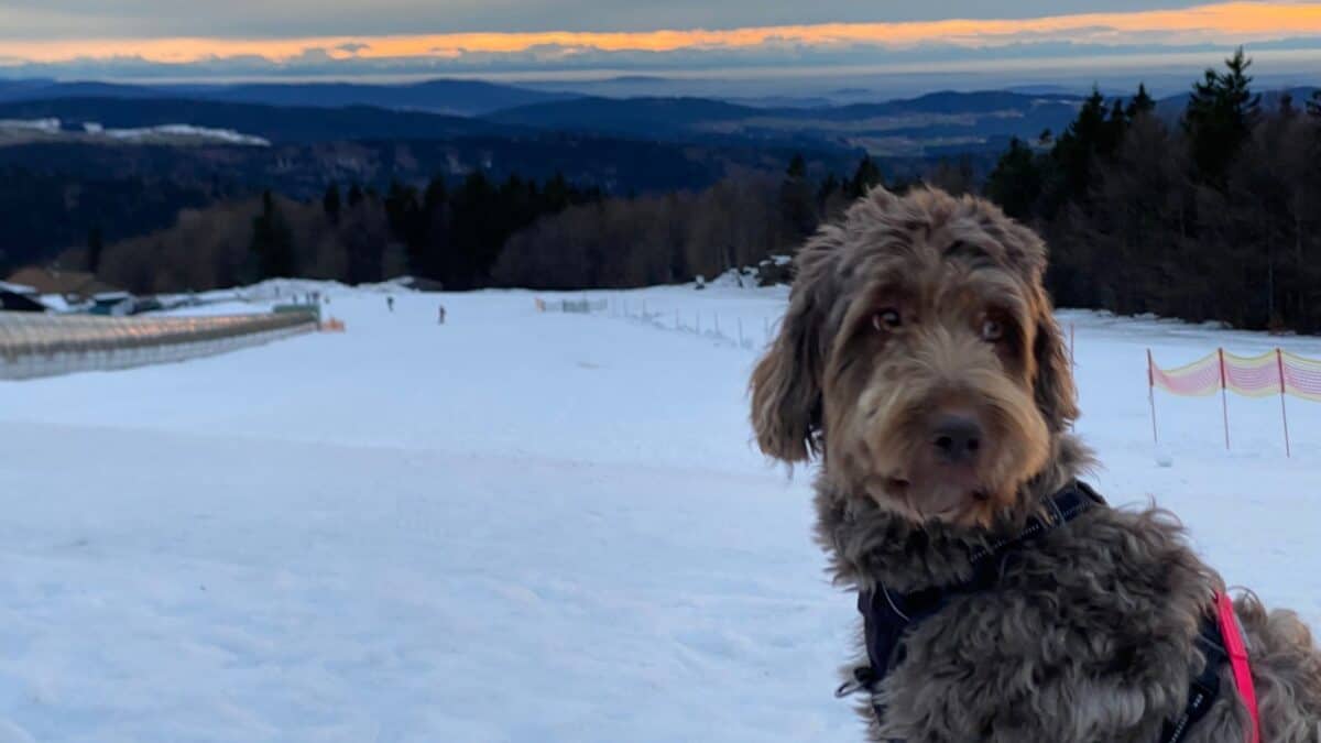 A fluffy dog in a harness stands on a snowy slope, with a sunset and forested hills in the background.
