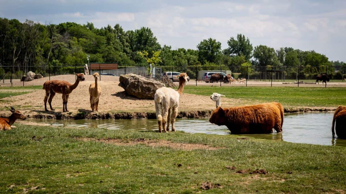 The Wilds