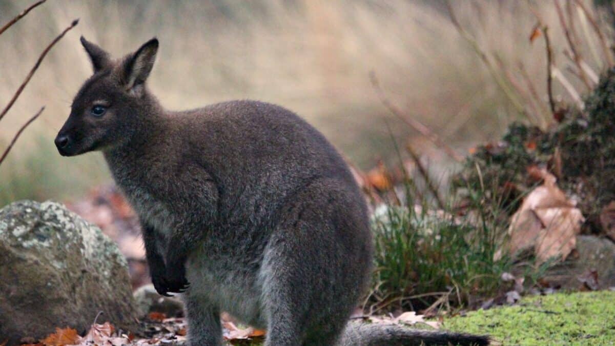 Wallaby