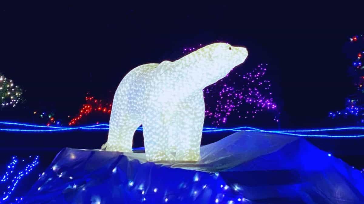 Zoo lights