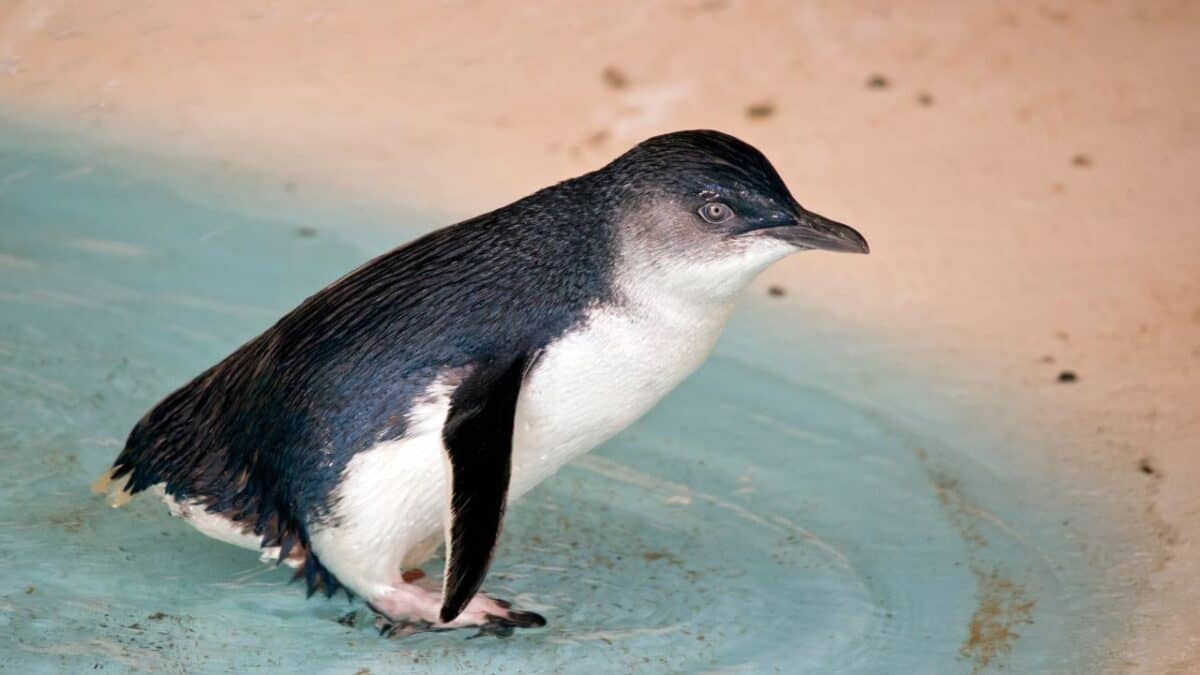 fairy penguin