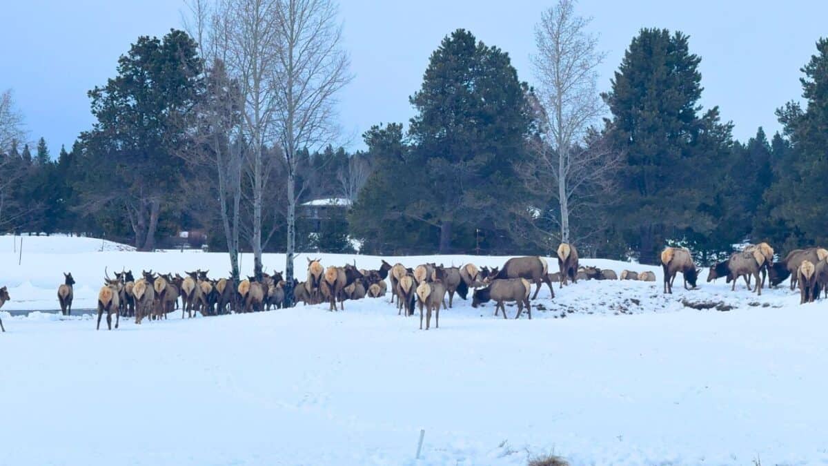 I Finally Stayed At Sun River Resort in Central Oregon, And Now I Get The Hype 5 Sunriver Elk